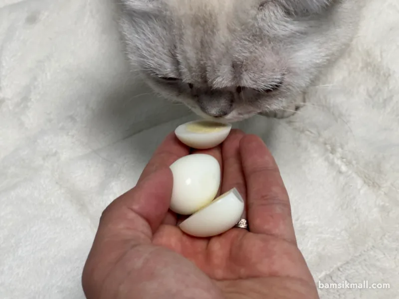 고양이 계란 먹어도 될까? 노른자 흰자 급여 방법과 주의사항 관련 사진