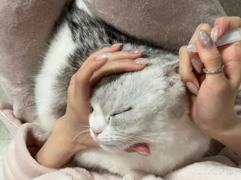 고양이의 눈 주변 상태를 관찰하는 모습