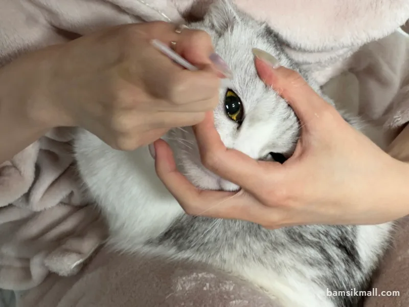고양이 인공눈물 사용법, 눈 건조할 때 넣어도 될까? 관련 사진