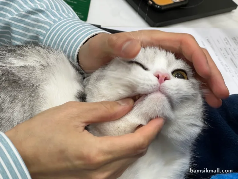 고양이 스케일링 비용과 치주염 구내염, 실제 후기