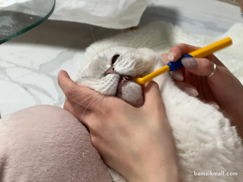 치약에 천천히 적응하는 고양이 모습