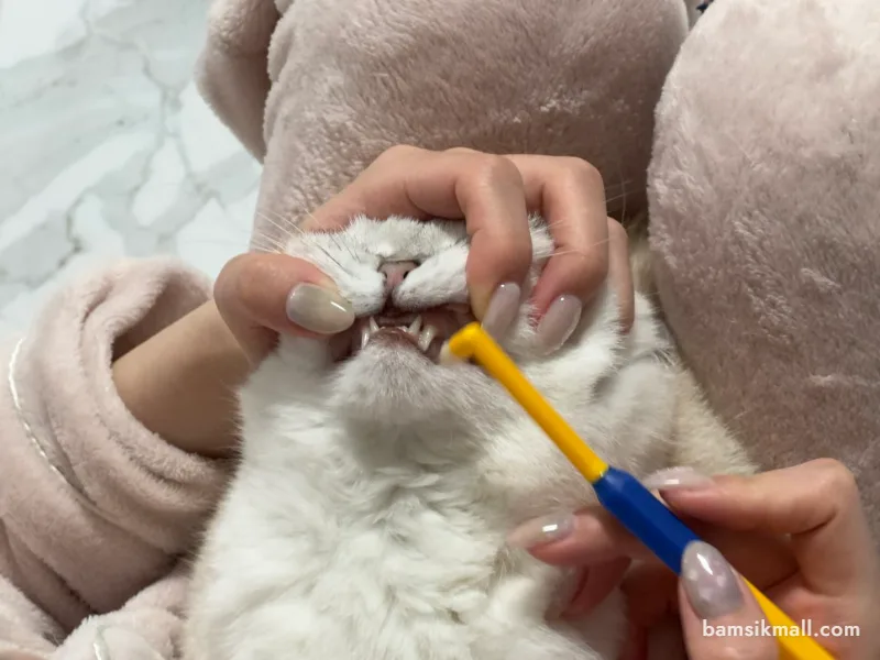 고양이 양치 하는 법, 입냄새 줄이는 치아 관리 관련 사진