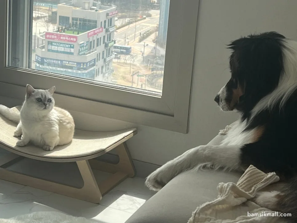 반려견 밤식이의 일상 모습