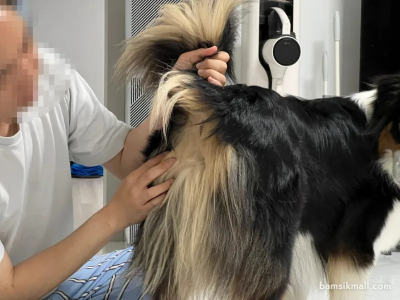 강아지 항문낭 짜기 방법과 주기, 엉덩이 냄새 원인 관련 사진