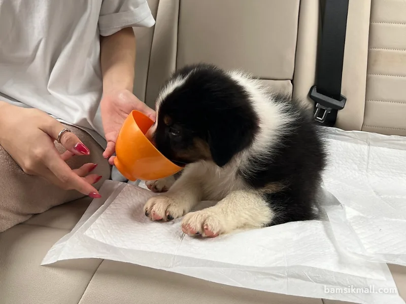 차 안에서 주변을 살피는 반려견 모습