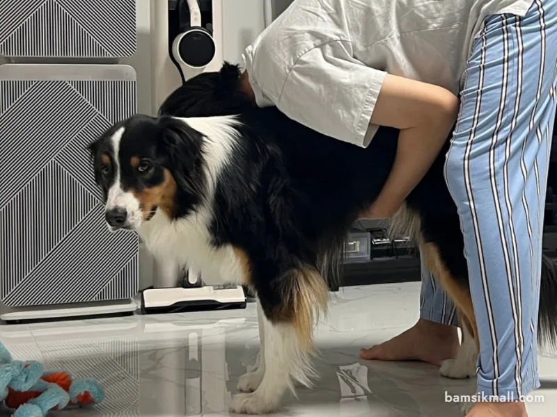 강아지 목에 걸렸을 때 하임리히법과 응급처치 방법