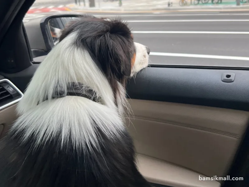 강아지 치매 초기 증상, 노견의 노화와 구분하는 방법 관련 사진