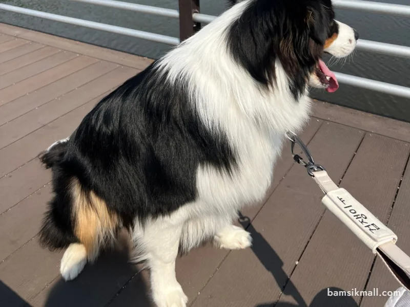 강아지의 뒷다리와 엉덩이 부위가 보이는 모습