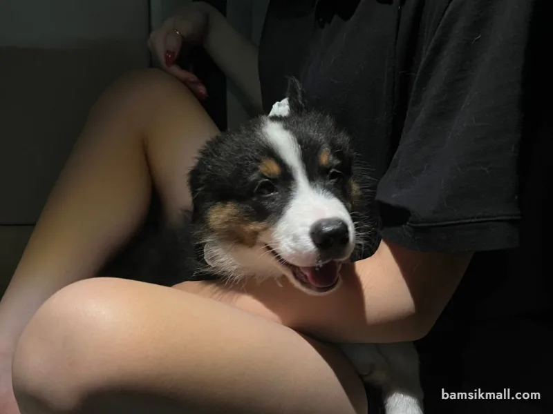 강아지 내장칩 외장칩 차이와 동물등록 방법 관련 사진