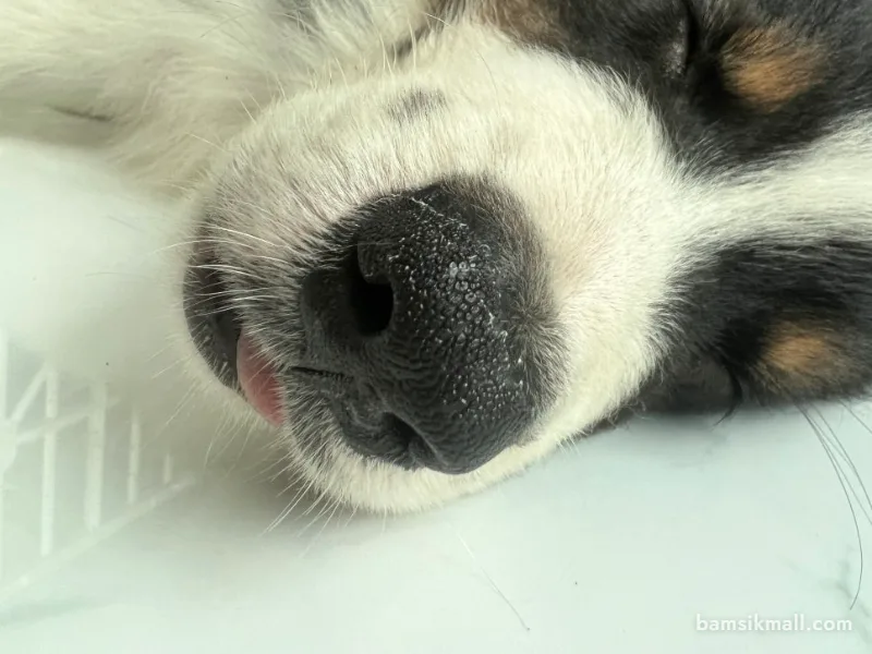 새끼 강아지 기침 콧물, 켄넬코프