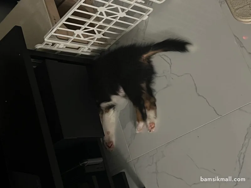 새끼 강아지 수면시간과 견종별 성장기간 알아보기
